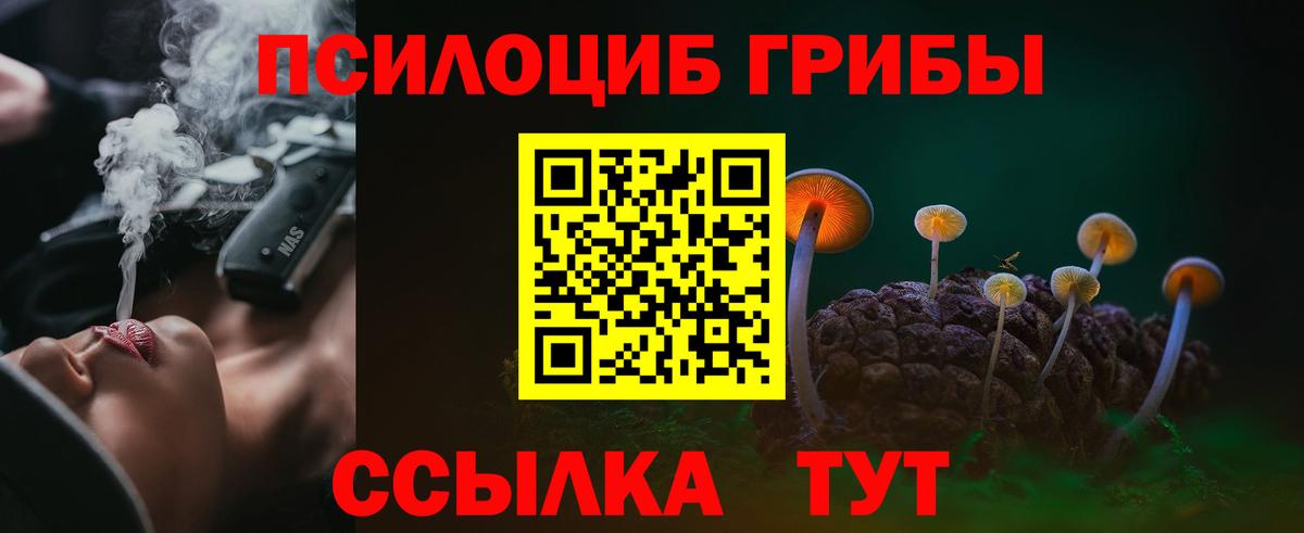 Псилоцибиновые грибы Psilocybe Коряжма